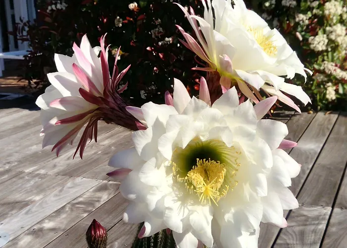 Le Grand Pavois Hotel 3*